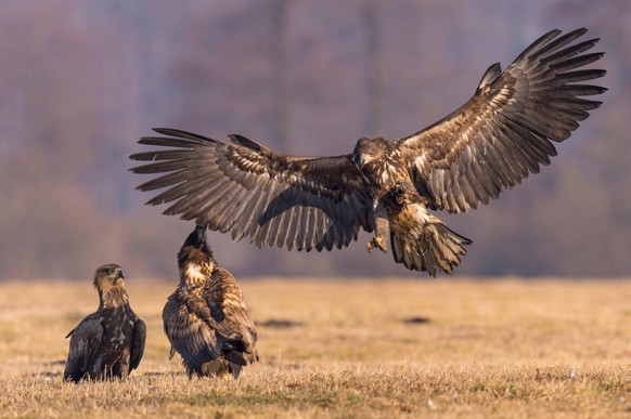 Seeadler, See-Adler Haliaeetus albicilla, Landung, Polen, Kutno white-tailed sea eagle Haliaeetus albicilla, landing, Poland, Kutno BLWS633392 *** White-tailed Sea Eagle, Sea Eagle Haliaeetus albicill ...