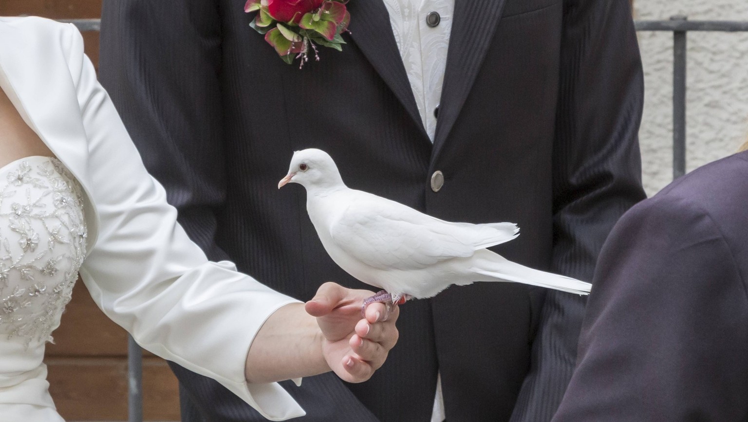 Weisse Hochzeitstaube auf einer Hand sitzend PUBLICATIONxINxGERxSUIxAUTxHUNxONLY 1036103114

White Wedding dove on a Hand seated PUBLICATIONxINxGERxSUIxAUTxHUNxONLY 1036103114