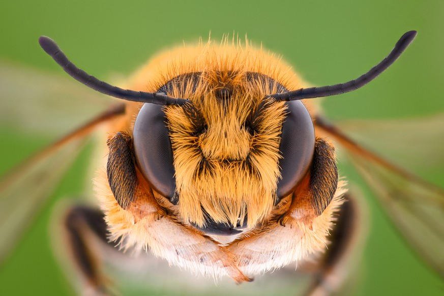 Kopf einer Wildbiene mit den grossen Facettenaugen an der Seite.