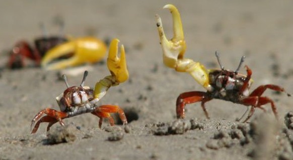 Krabbe Roger (r.) und Krabbe Rafa beim Strandspaziergang.