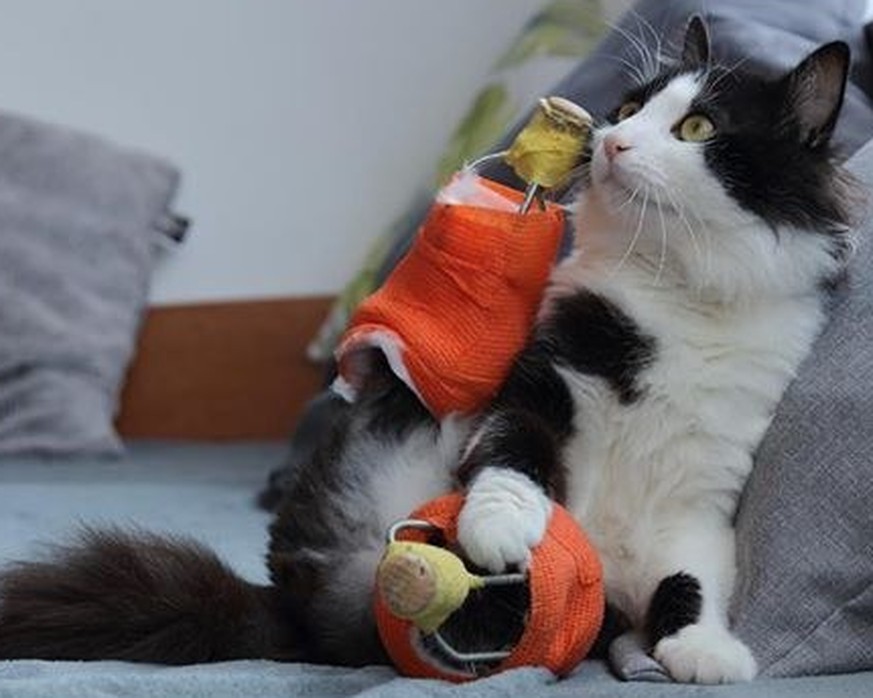 Ein Jahr nach seinem schweren Unfall kann Pooh endlich wieder gehen 