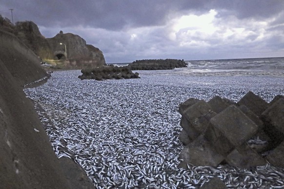 Sardines and mackerels are seen washed up on a beach in Hakodate, Hokkaido, northern Japan Thursday, Dec. 7, 2023. Thousands of tons of dead sardines have washed up on a beach in northern Japan for un ...