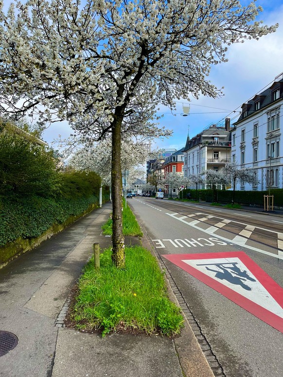 Kirschblüten Rauszeit Zürich Seestrasse Frühling 2024 (19. März 2024) Schweiz