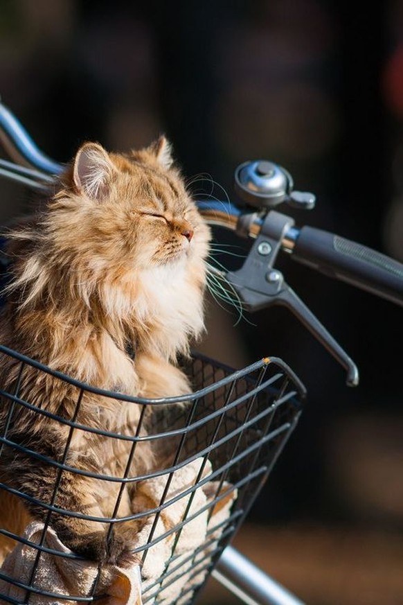 Katze im Velokorb