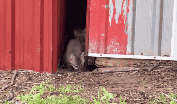 Animiertes GIF