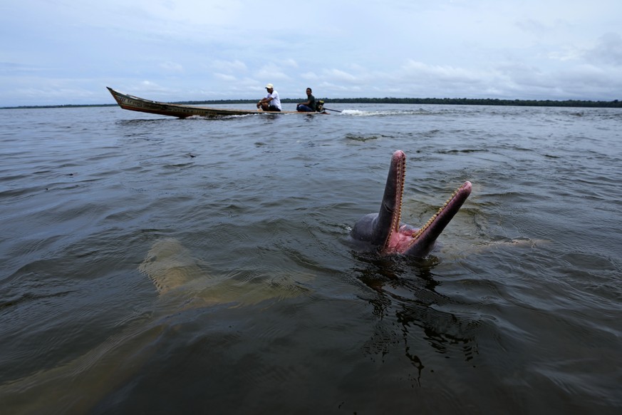 An Amazon river dolphin, known as a boto, plays in a nature preserve and tourist visitation area on the banks of the Tocantis River, in the municipality of Mocajuba, Para state, Brazil, Saturday, June ...