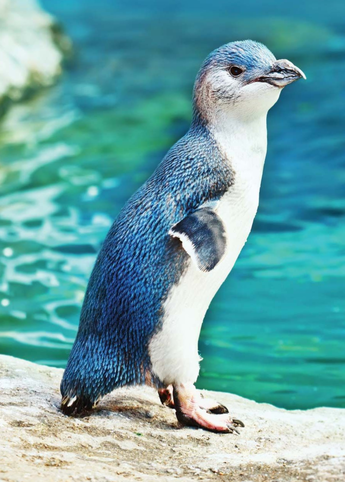 cute news tier zwergpinguin

https://www.reddit.com/r/Awwducational/comments/1087vtp/the_little_penguin_also_known_as_the_blue_penguin/