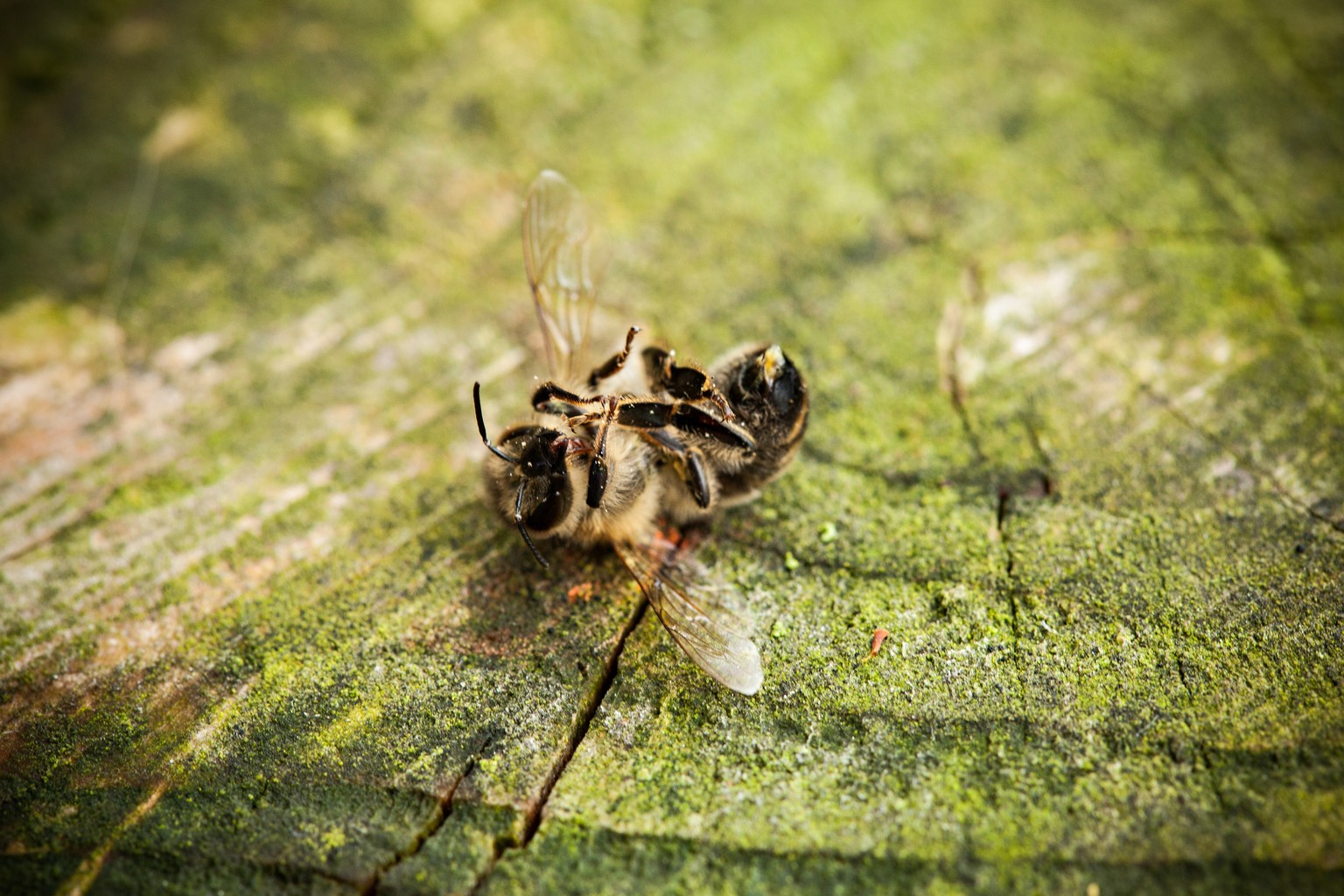 Close up of dead bee on a hand. There is an urgent need for the elimination of bee-harming pesticides from agriculture. Such elimination would be a crucial and effective first step to protect the heal ...