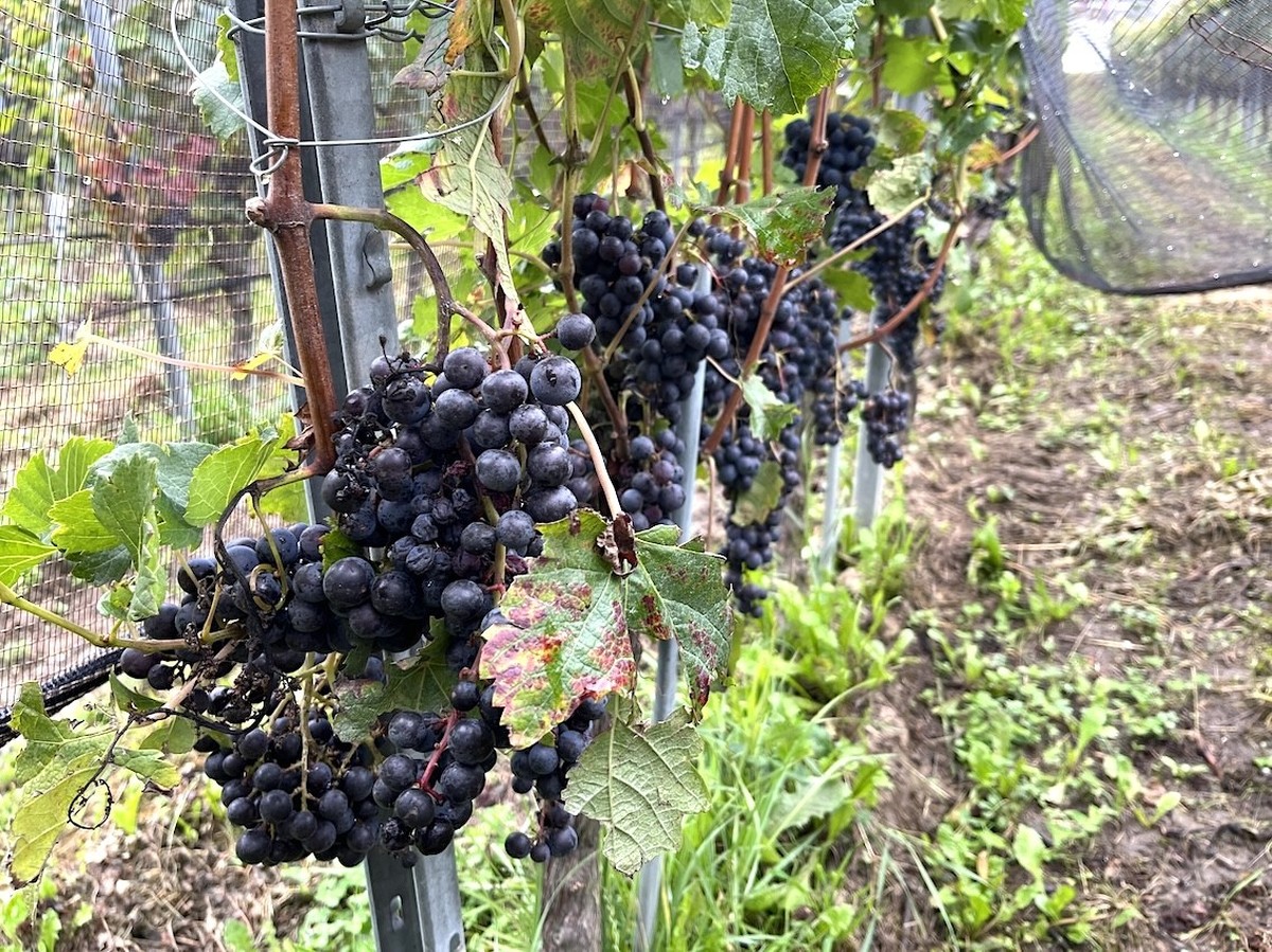 A l'occasion de la Fête des vendanges, watson est allé à la rencontre de Fabrice Simonet, vigneron dans le Vully fribourgeois.