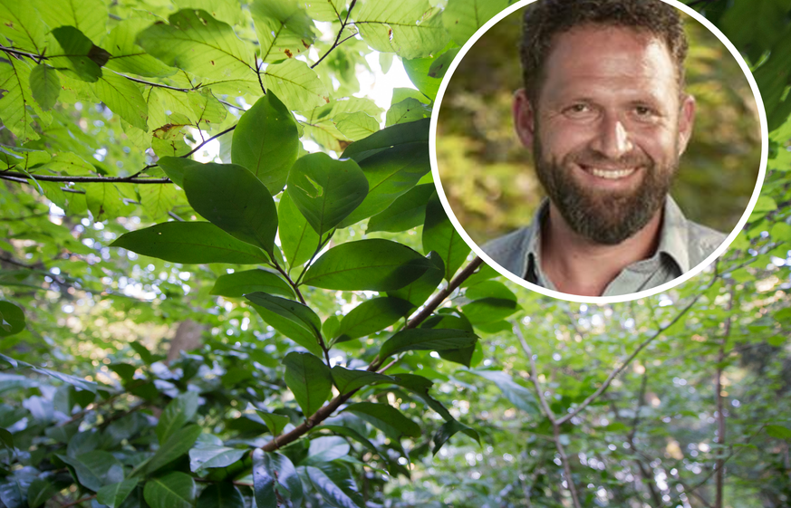 Kirschlorbeer verboten: Das sagt der Garten-Experte zum Entscheid