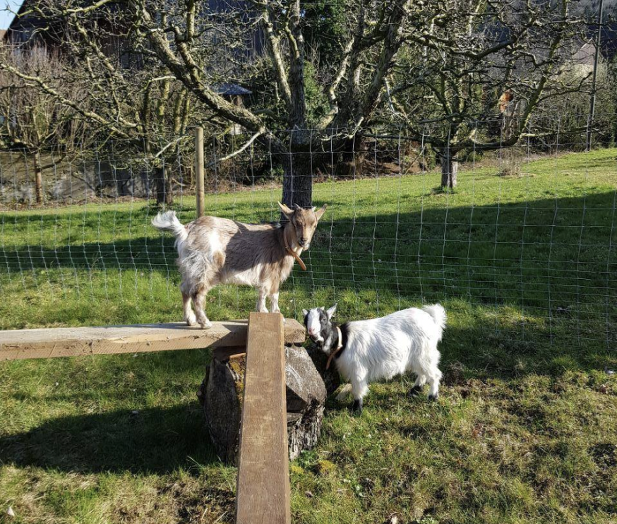 Rauszeit Ferien auf dem Bauernhof Schweiz Berg am Irchel