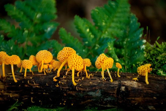 Favolaschia calocera