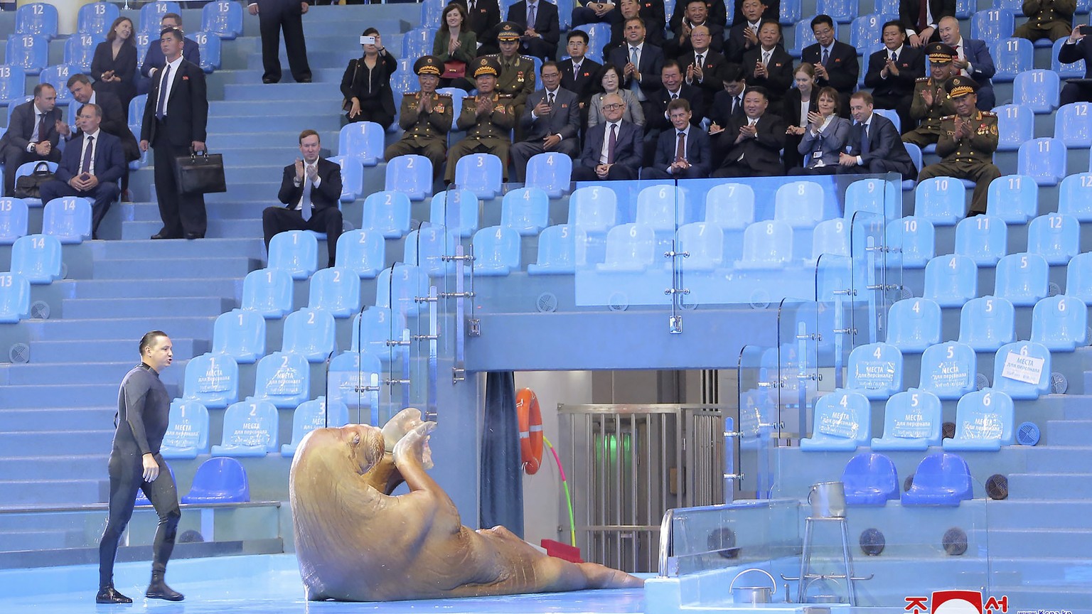 In this photo provided by the North Korean government, North Korea leader Kim Jong Un, fourth right in front row, watches a performance by walrus at Primorsky Aquarium in Vladivostok, Russian Far East ...