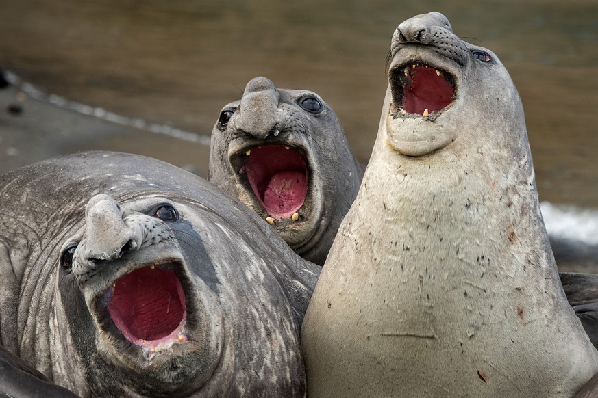 The Comedy Wildlife Photography Awards 2017
Roie Galitz
Ramat Gan
Israel

Title: Three Tanors
Caption: Marvelous musical act by three joyful elephant seals in South Georgia Island
Description: 
Animal ...