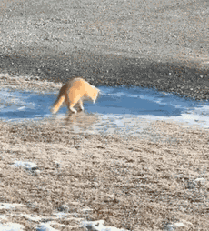 Animiertes GIF