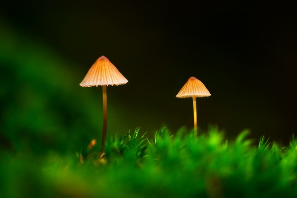 Zauberpilze Quiz Was Weisst Du Uber Magic Mushrooms Watson
