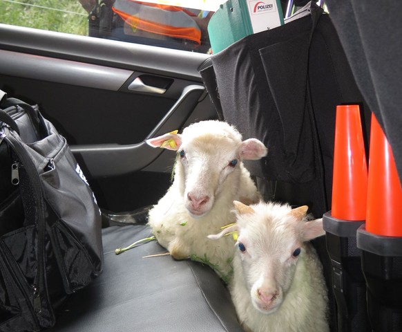 «Die zwei Schafe wurden zwecks weiterer Abklärungen in das Patrouillenfahrzeug gebracht.&nbsp;»