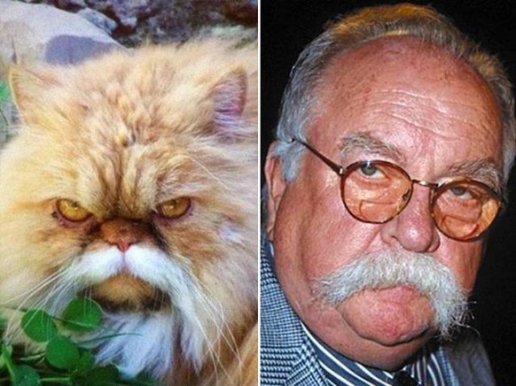 Katze und Wilford Brimley
https://imgur.com/gallery/MeJJR