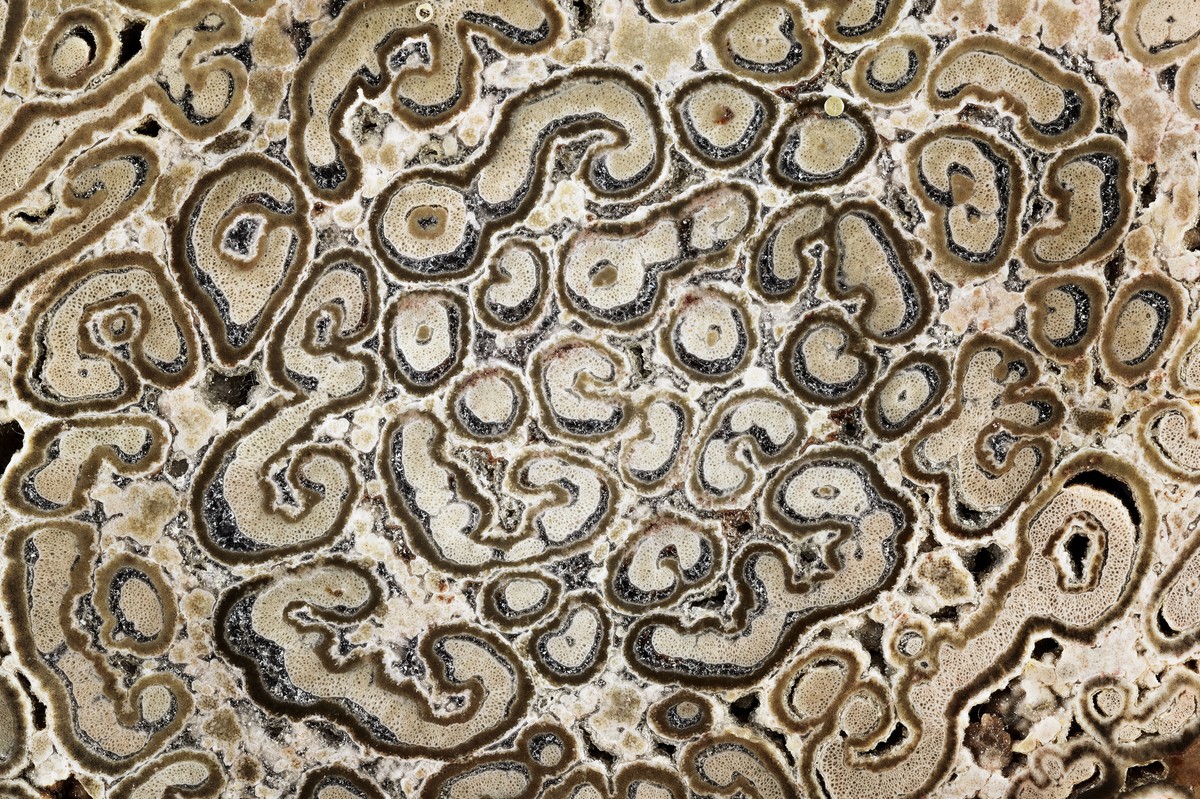 Fossilie Hölzer. Foto Urs Möckli - Sauriermuseum Aathal 07_Fossiler_Baumfarn.jpg
Verkieselte Stammscheibe eines Baumfarns (Tietea).
Perm, 260 Millionen Jahre alt, 17 x 14 x 3 cm.
Fundort: Bielandia, ...