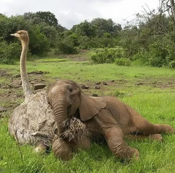 Herziger Elefant und Vogelstrauss für Cute News