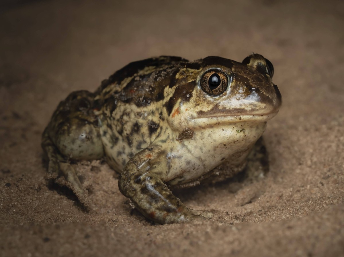 Knoblauchkröte Pelobates fuscus Common spadefoot toad Pelobates fuscus Copyright: imageBROKER/SunbirdxImages iblmup13674928.jpg Bitte beachten Sie die gesetzlichen Bestimmungen des deutschen Urheberre ...