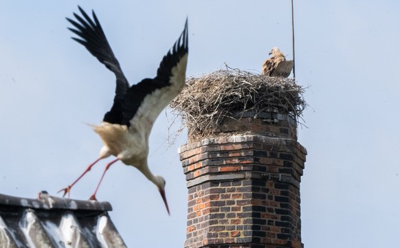 KEYPIX - 18.06.2026, Niedersachsen, Algermissen: Ein Storch fliegt von einem Hausdach, während in einiger Entfernung ein Gänsegeier auf dem Storchennest im Landkreis Hildesheim verweilt. Der Gänsegeie ...