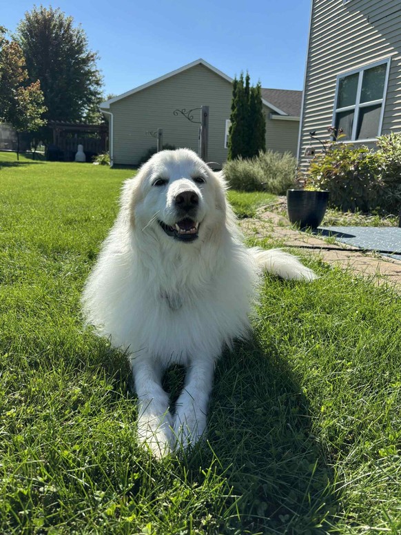 CUTE NEWS TIER HUND

https://imgur.com/gallery/daily-dose-of-winter-day-1051-u6Oro8o#/t/aww