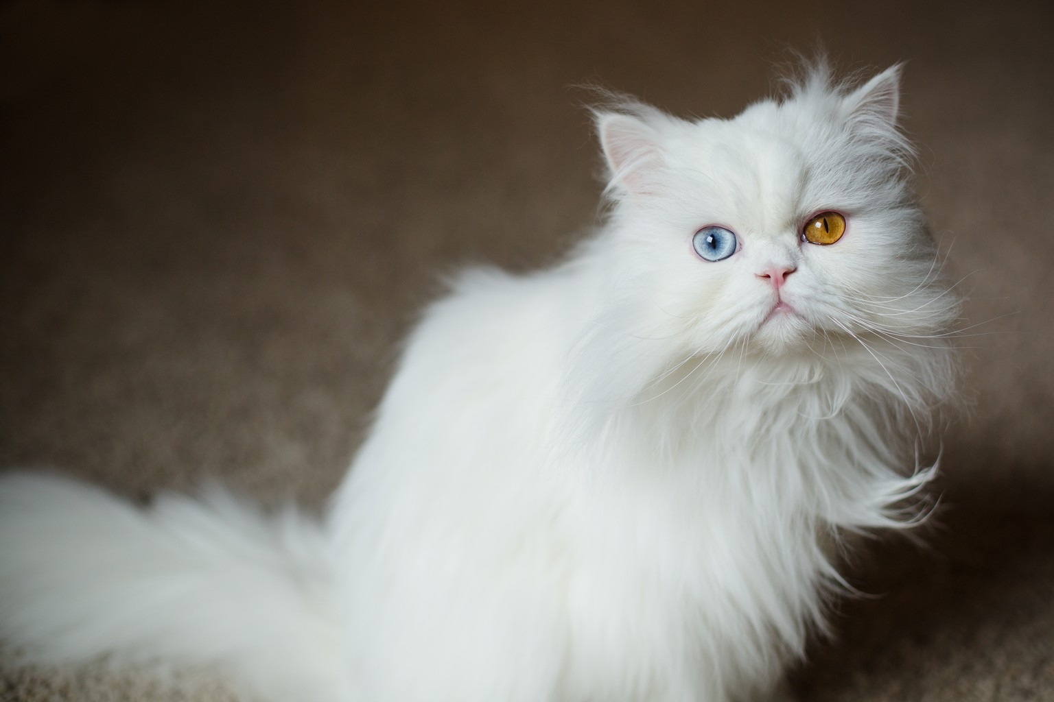 Odd-eyed Katzen mit zweifarbigen Augen. Katzenaugen