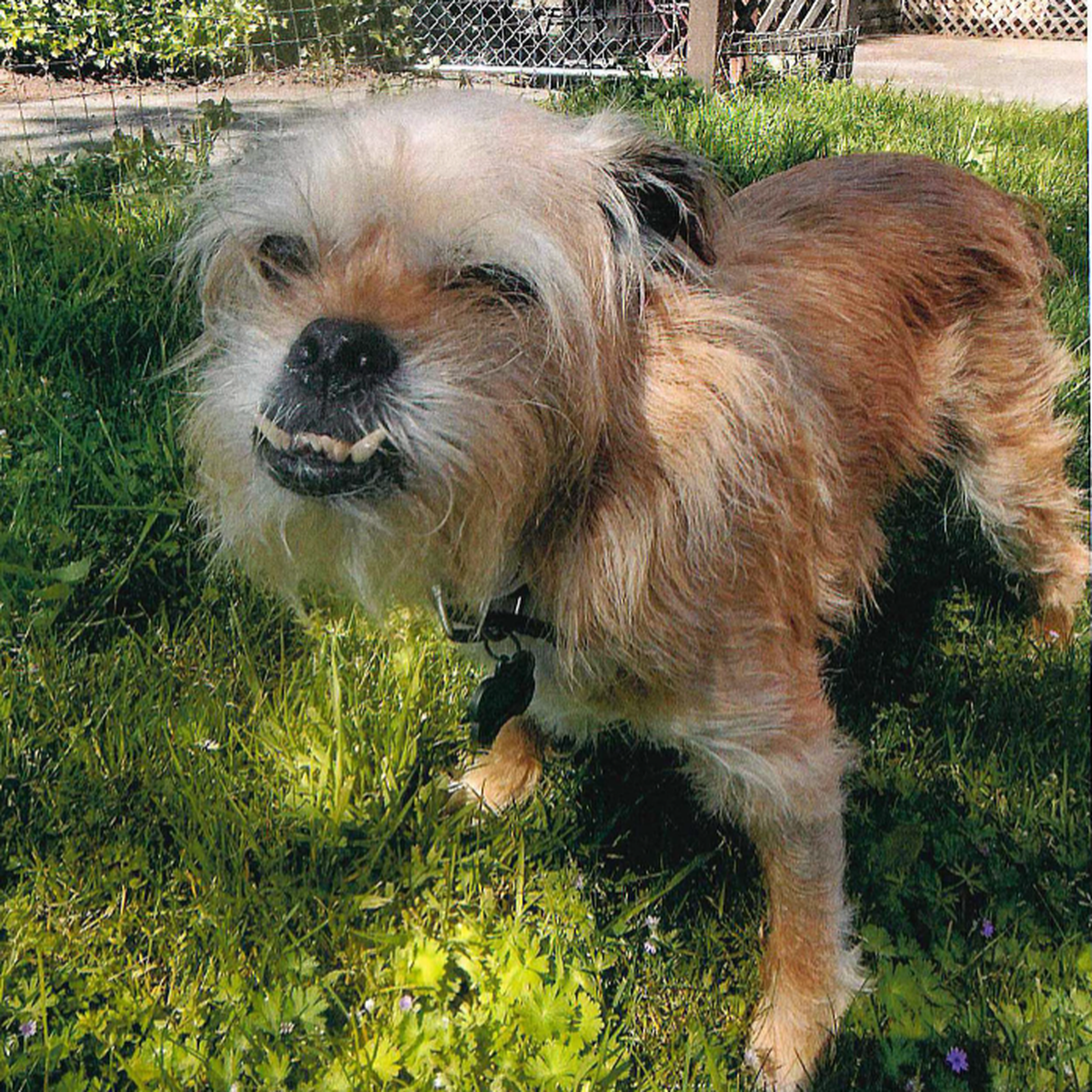 «Fred a commencé sa vie quelque part dans les rues dangereuses du comté de Solano et a été adopté le 5 mai 2012 au Solano County Animal Care à Fairfield, en Californie», précise le concours. Fred est  ...