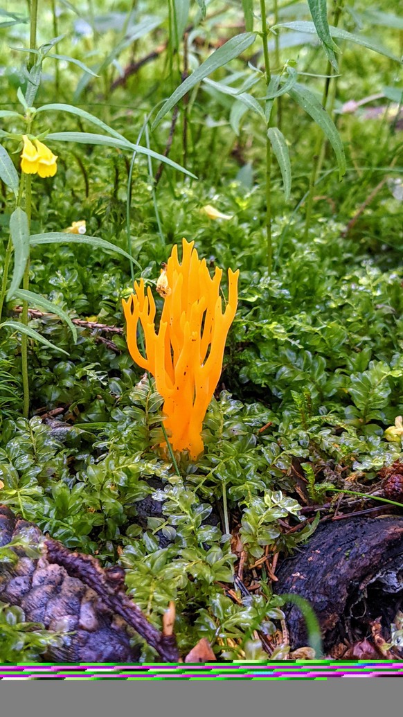 Und hier: 23 der verrÃ¼cktesten Pilze der Welt ð³\nKorallenpilze sind auch hÃ¼bschð