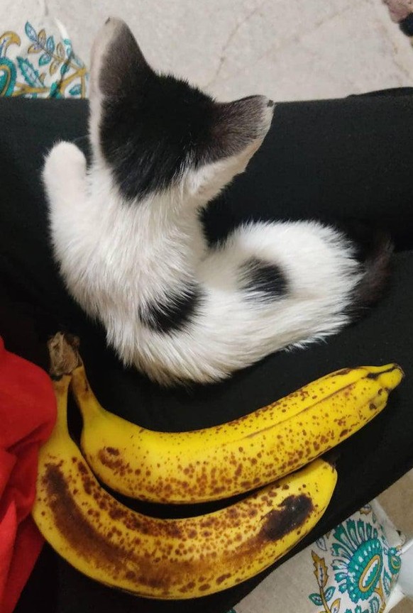 cute news katze cat

https://www.reddit.com/r/aww/comments/pydtv3/banana_for_scale/