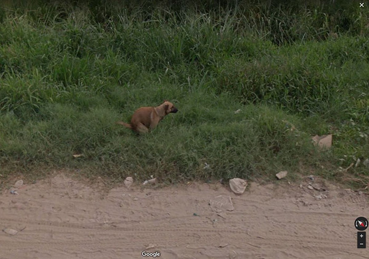 Google View Tiere