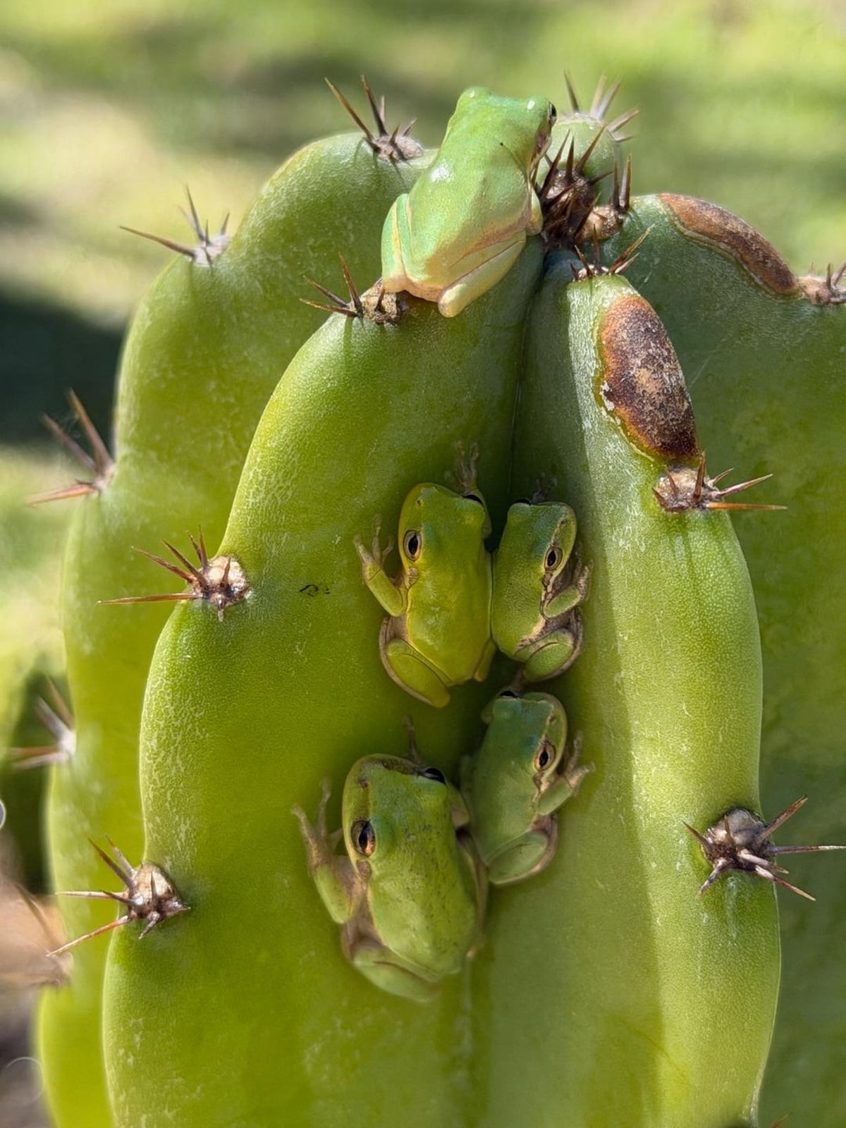 cute news tier frösche

https://www.reddit.com/r/frogsonflowers/comments/1sjxgxt/hiding_on_a_cactus_in_florida/