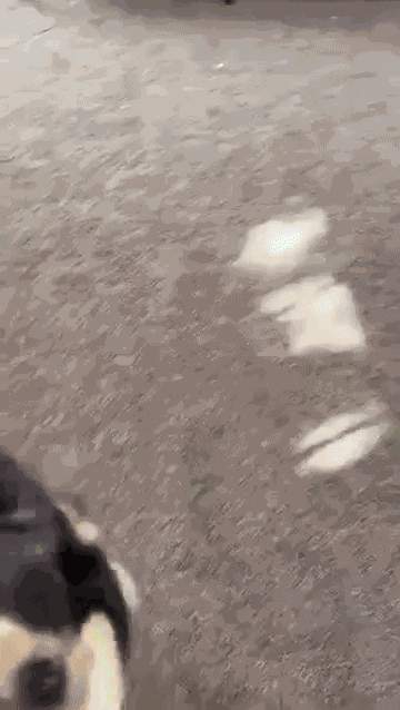 Animiertes GIF