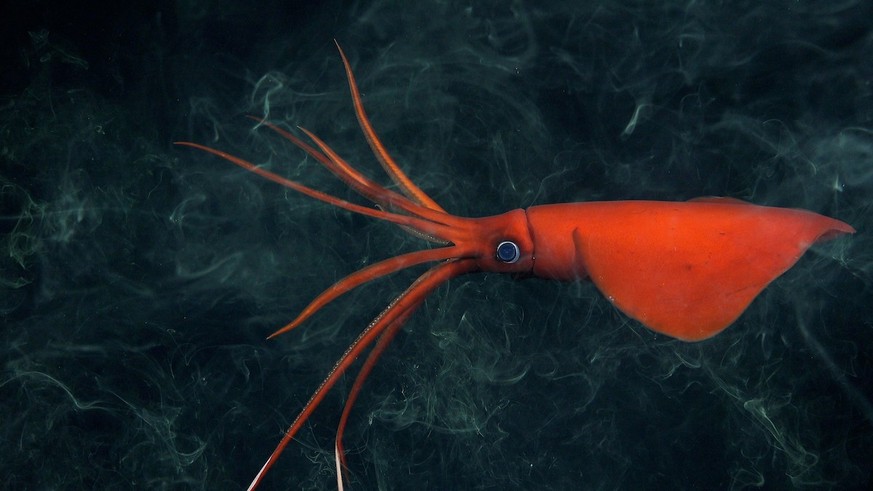 A rarely seen whiplash squid (Mastigoteuthis) documented at 1105 meters after inking at Seamount 17 (Ikhtiandr) in the Nazca Ridge.  Credit: ROV SuBastian / Schmidt Ocean Institute All fish...