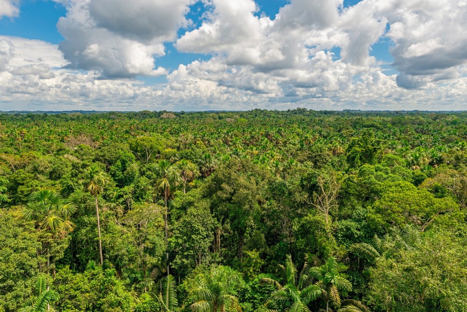 Trees in the Amazon rainforest.