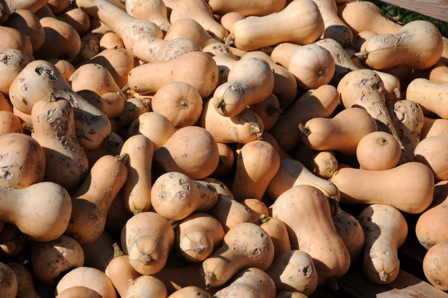 Cucurbita pepo Butternut, K�rbis, Pumpkin Cucurbita pepo Butternut, K�rbis, Pumpkin, mit Hagelschaden Copyright: xZoonar.com/PeterxHimmelhuberx 7660357