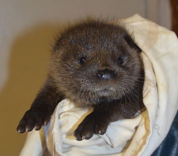 cute news animal tier otter

https://www.reddit.com/r/Otters/comments/w2w6bc/fuzzball/