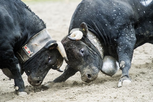 The cow &quot;Ruby&quot;, left, fights against the cow (the Queen of the Queens) &quot;Ruby&quot;, right, during the annual &quot;Finale Nationale de la race d&#039;Herens&quot; or &quot;Herens nation ...