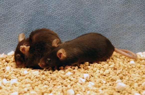 Alternde Maus (l.) und Maus, deren Alterungsprozess verlangsamt wurde. 
https://www.nature.com/news/destroying-worn-out-cells-makes-mice-live-longer-1.19287