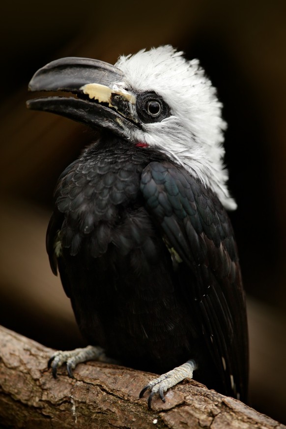 Hornbill in the nature habitat. Western Long-tailed Hornbill, Horizocerus albocristatus, sitting on the branch in the tropic fores, Hornbill in the nature habitat. Western Long-tailed Hornbill, Horizo ...