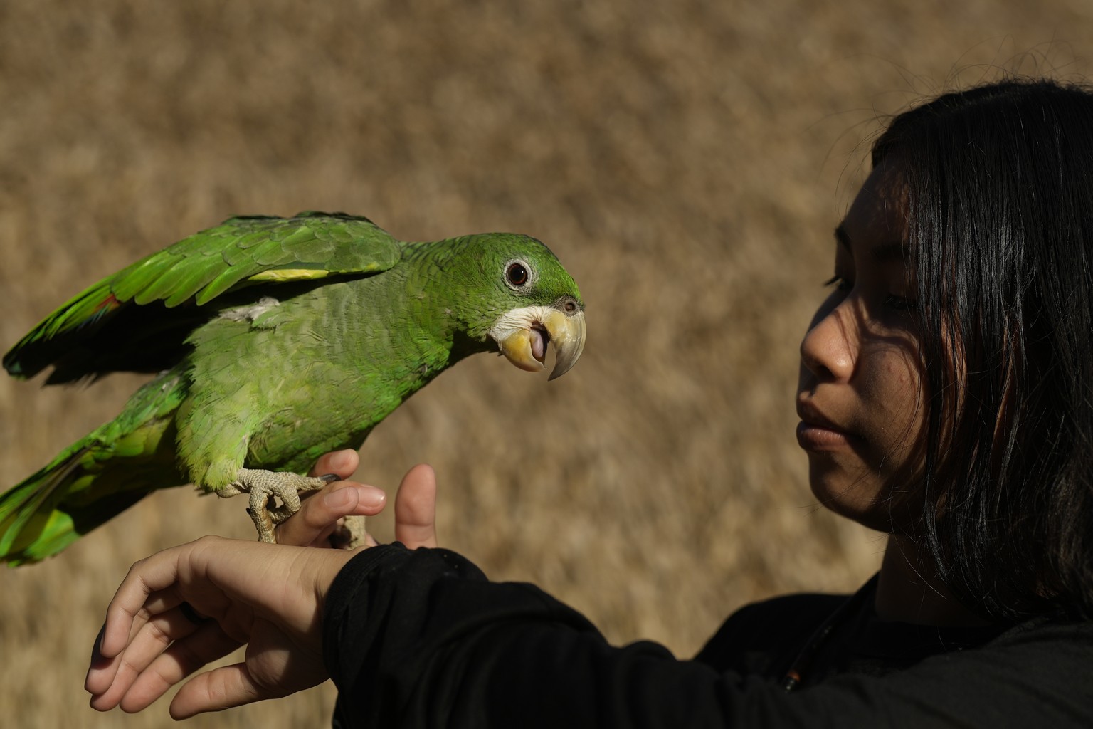 Indigenous youth Morang Juma, daughter of leader Mayta Juma, plays with a parrot in her community, near Canutama, Amazonas, state Brazil, Sunday, July 9, 2023. The Juma seemed destined to disappear fo ...
