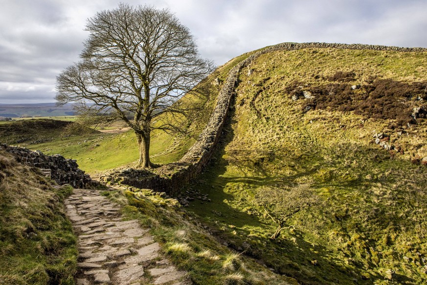 SWNS_SYCAMORE_GAP_001 FILE PICTURE - Sycamore Gap or Robin Hood Tree is a sycamore tree standing next to Hadrian s Wall near Crag Lough in Northumberland, England. Release date September 28, 2023. See ...