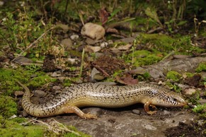 Willkommen, Gefleckter Walzenskink!