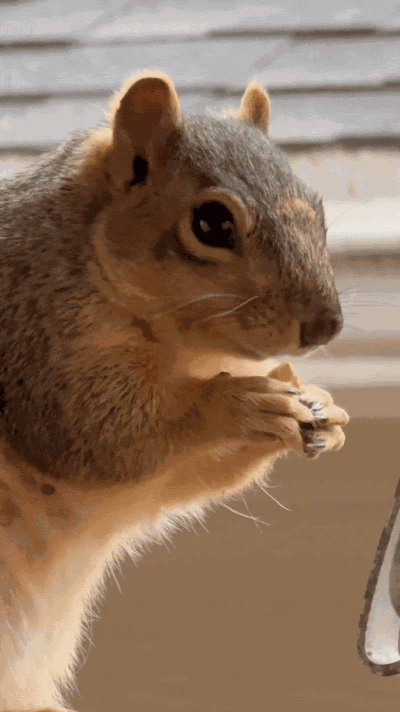 Animiertes GIF