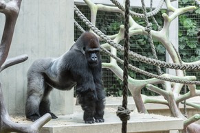 Der 15-jährige Neuling M'Tongé wird gleich Anführer der Gorilla-Gruppe im Zoo Basel. Daran muss er sich erst noch gewöhnen.