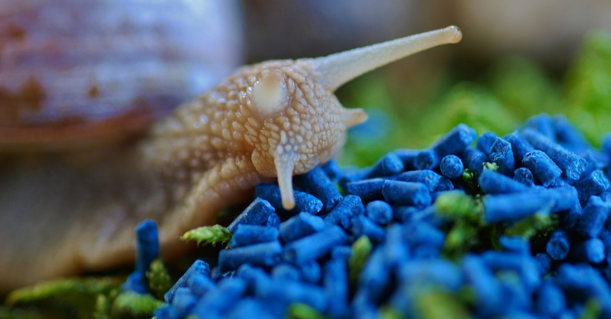 Alles, was du über Schneckenkörner wissen musst