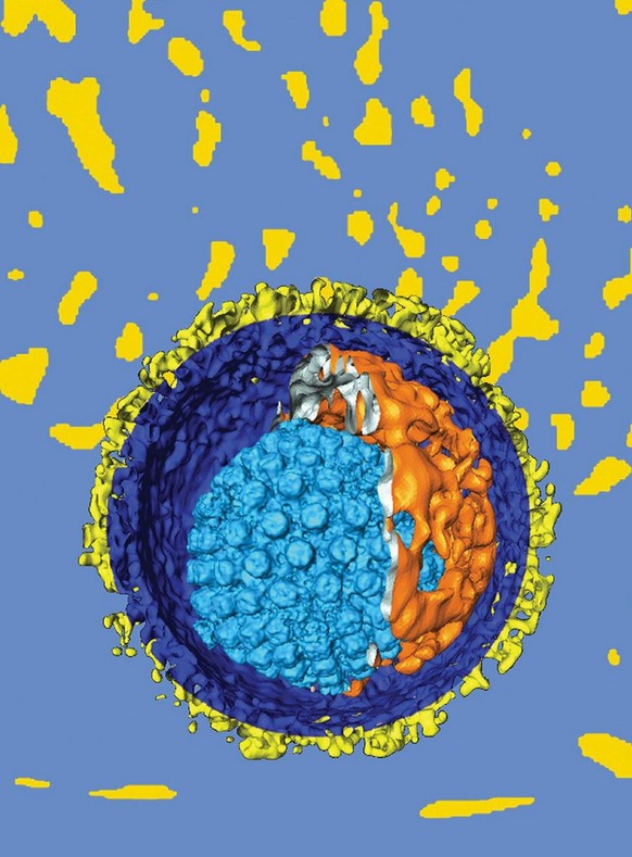 Modell eines Herpes-Virus.