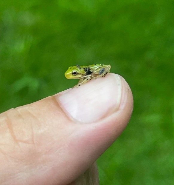 cute news tier frosch

https://www.reddit.com/r/pics/comments/1lcq85h/these_guys_were_all_over_the_backyard_after_a/