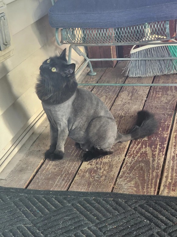 cute news tier katze

https://www.reddit.com/r/cats/comments/1ld9og8/this_shaved_black_beauty_was_trying_to_break_into/